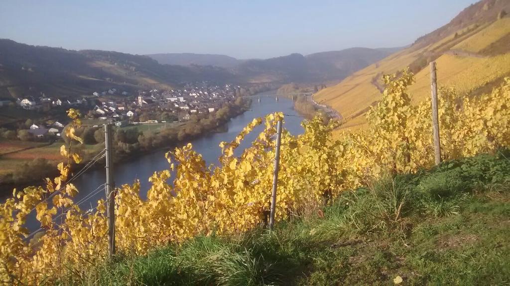 Apartamento Weingut Matthias Dauns Reil Exterior foto