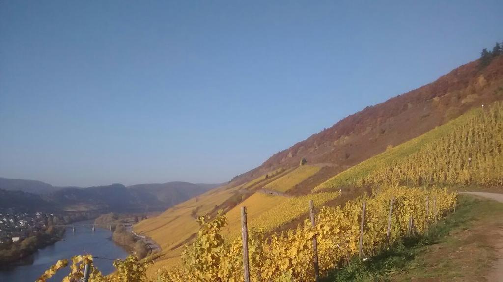 Apartamento Weingut Matthias Dauns Reil Exterior foto